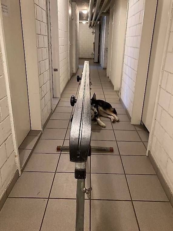 Sci: Fischer RCS Skatecut Plus Air Core 192 cm - Skating – Usato da Langnau am Albis venduto da DomDom1972 2