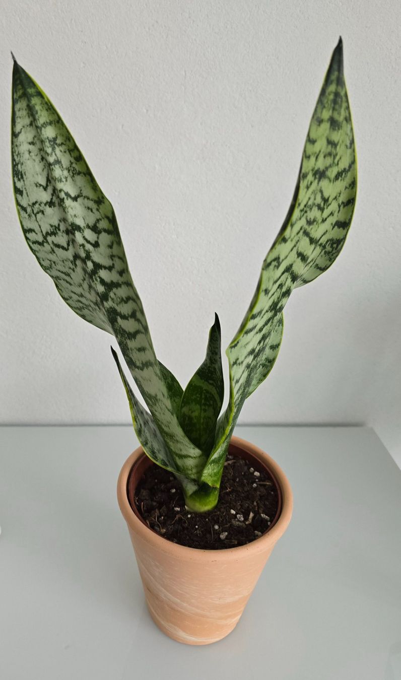 Piante & sementi: Zimmerpflanze, Bogenhanf, Sansevieria, mit Topf – Nuovo (secondo la descrizione) da Aarburg venduto da Glitzerschein 1