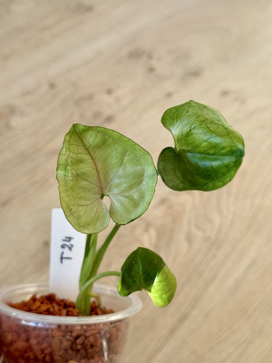 Piante & sementi: Syngonium T24 🌿 – Nuovo (secondo la descrizione) da Bülach venduto da Bloom_Witch