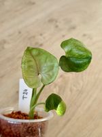 Syngonium T24 🌿