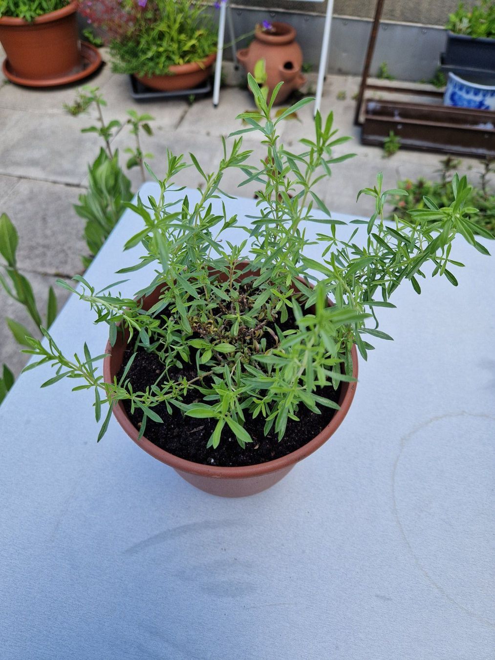 Piante & sementi: Balkon-/Gartenpflanze, Kräuter: Bohnenkraut – Usato da Münchenbuchsee venduto da Aare22
