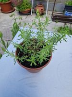 Balkon-/Gartenpflanze, Kräuter: Bohnenkraut