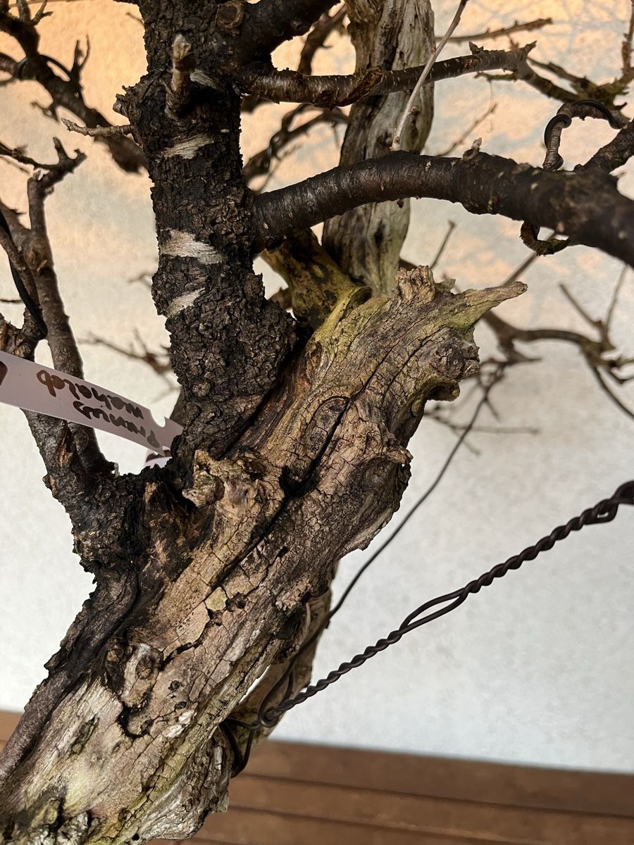 Steinweichsel Bonsai (Neuf (Voir description))  Hettlingen pour CHF 590   avec livraison | Acheter sur Ricardo