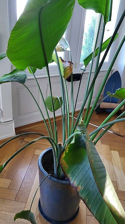 Piante & sementi: Grand Strelitzia ~2 m + cache-pot céramique – Usato da La Conversion venduto da phil71x 2