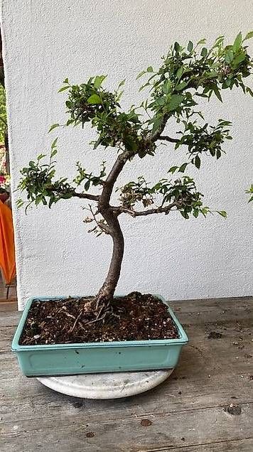 Piante & sementi: Bonsai Ulme – Usato da Wattenwil venduto da topcash4you