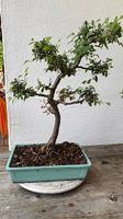 Bonsai Ulme