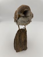 Präparat Turmfalke auf Holzsockel guter Zustand