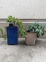 Bonsai Japanischer Zwergwacholder Kaskade