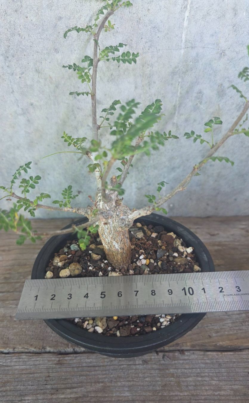 Piante & sementi: **Rarität** Boswellia neglecta – Nuovo (secondo la descrizione) da St.Erhard venduto da Plumilandschweiz 2