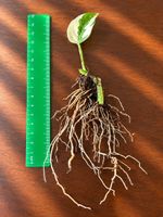 🌿 Efeutute – stark bewurzelter Steckling