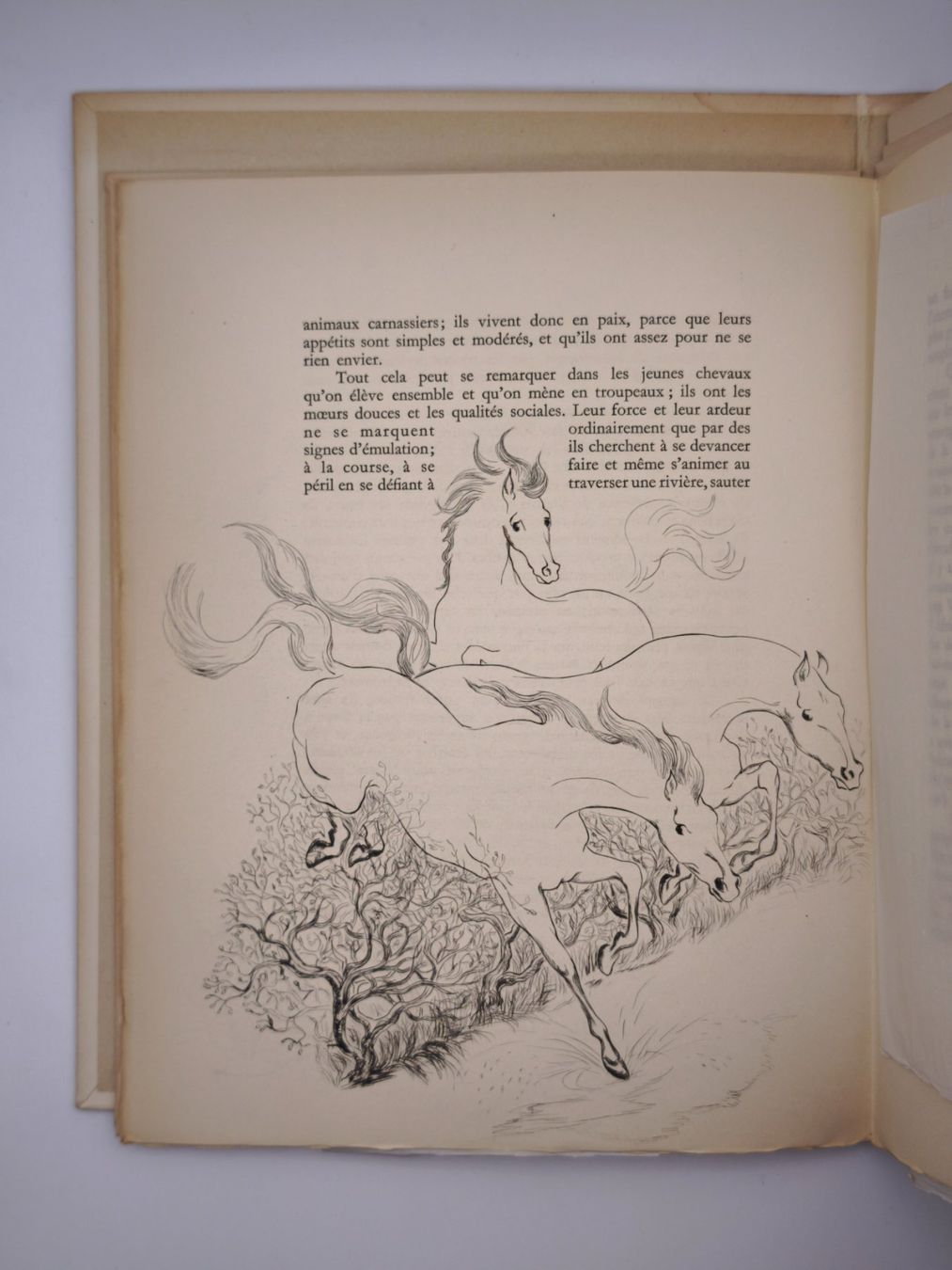 Libri: PRESSENDRUCKE - LE CHEVAL - LAURE DELVOLVE - BUFFON – Usato da Goldach venduto da Gaip 3