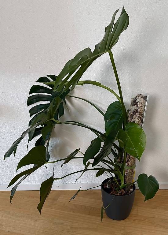 Monstera deliciosa in mineralischem Substrat 1 (Gebraucht) in Aadorf fr  CHF 79  nur Abholung auf Ricardo kaufen