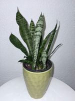 Sansevieria Zeylanica Plant with ceramic cache pot 31 cm