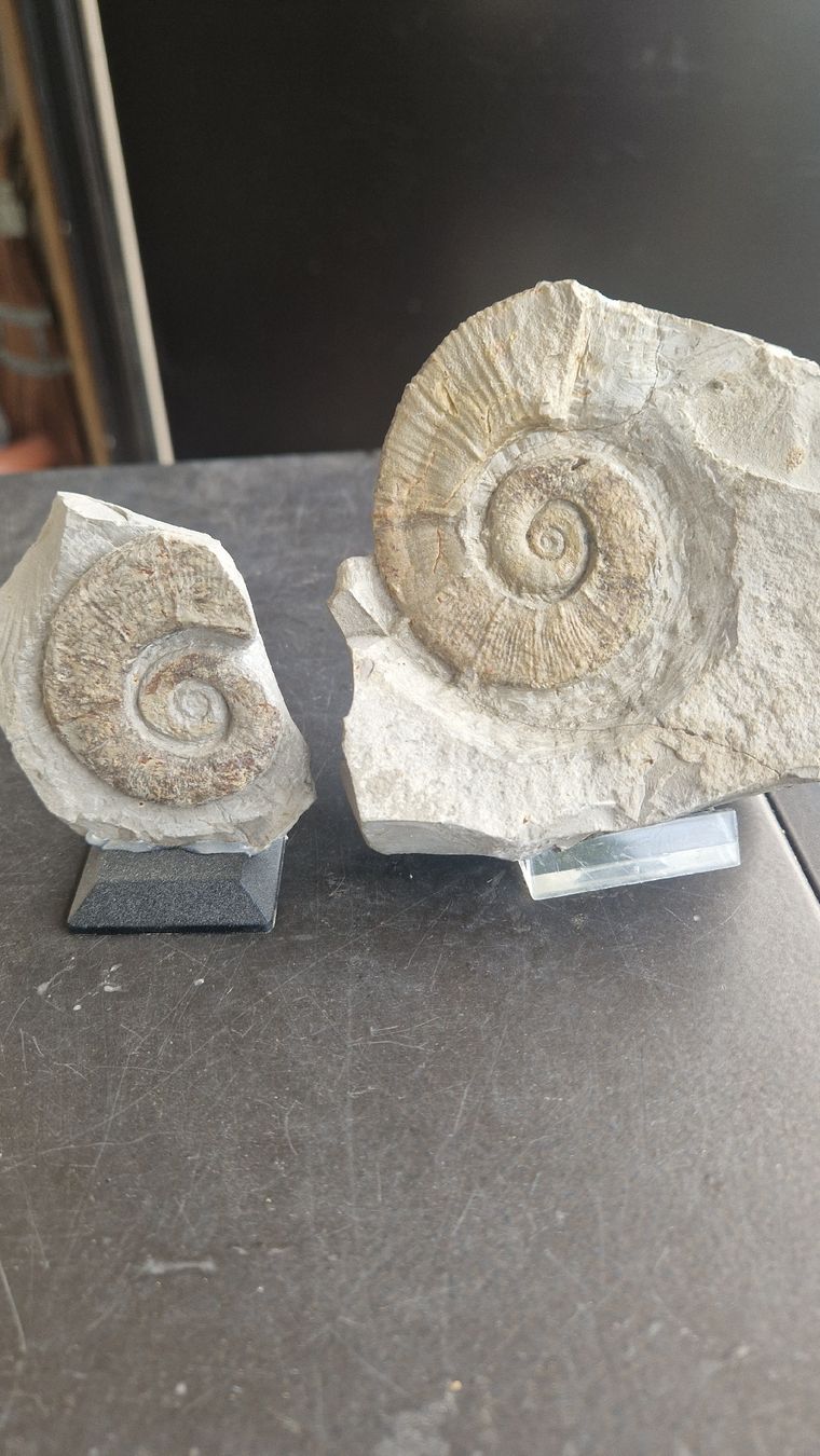 Fossilien: Ammoniten aus Frankreich  – Neu und originalverpackt aus Niederhasli von rehauge01