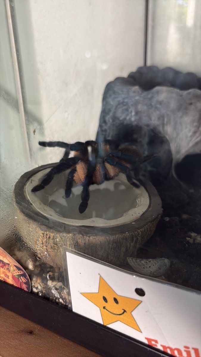 Terrariums: Tarantel inkl. Terrarium – D'occasion à Veltheim AG par Nadine_VS 6