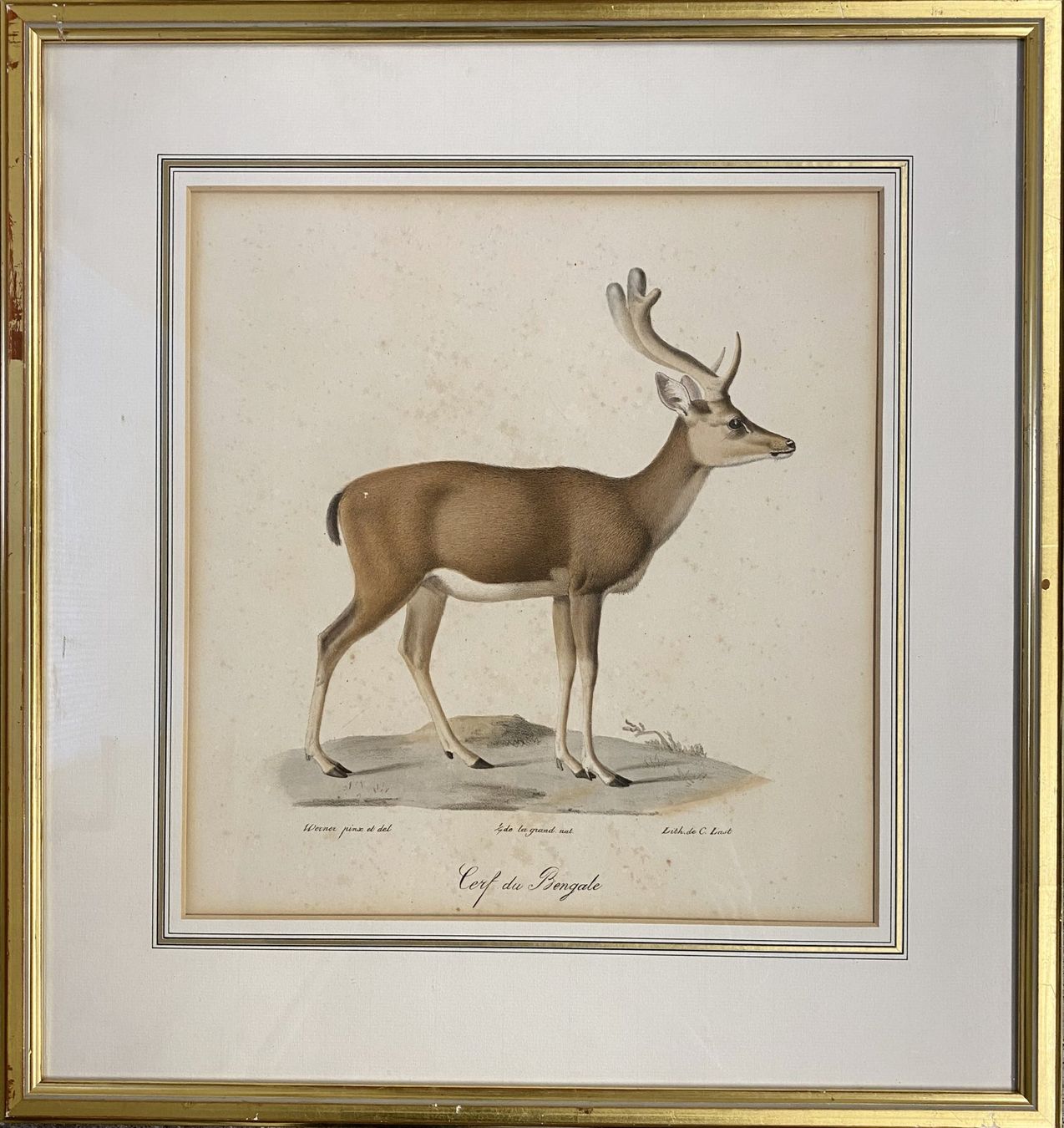 Incisioni: Kolorierter Kupferstich oder Lithografie "Hirsch" – Nuovo (secondo la descrizione) da grenchen venduto da Belarte