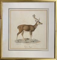 Kolorierter Kupferstich oder Lithografie "Hirsch"