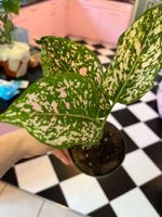 Aglaonema plante d’intérieur