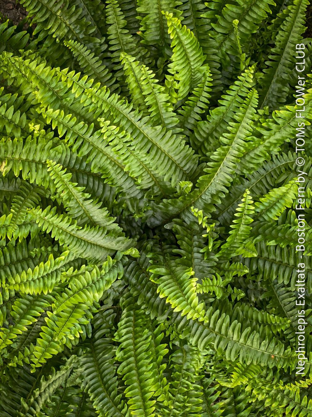 Piante & sementi: Nephrolepis Exaltata - Bostonfarn mit 70cm Durchmesser – Nuovo e nell'imballaggio originale da Adliswil venduto da astom369 6
