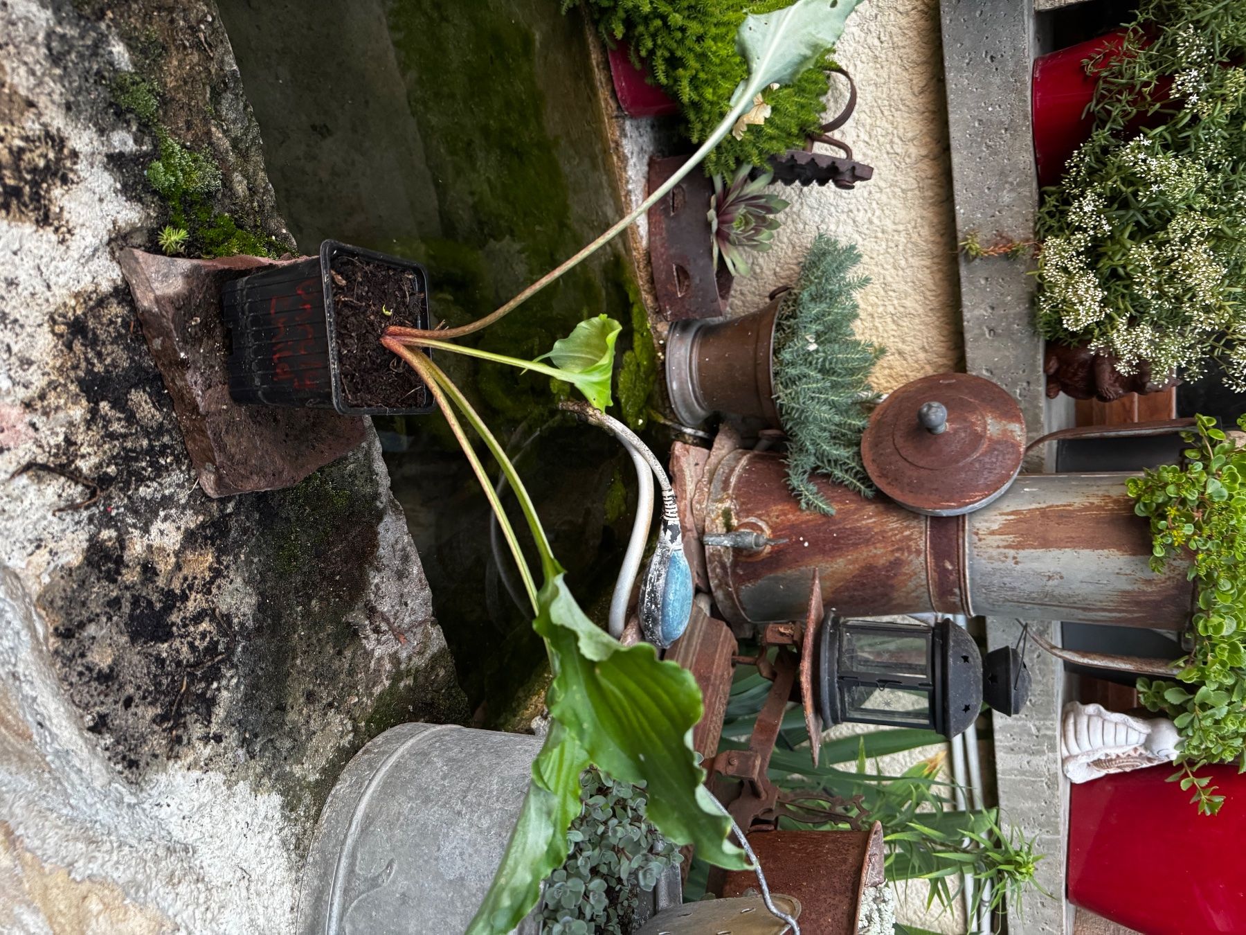 Piante & sementi: Hosta Unruly Child – Usato da Lajoux JU venduto da Briard0