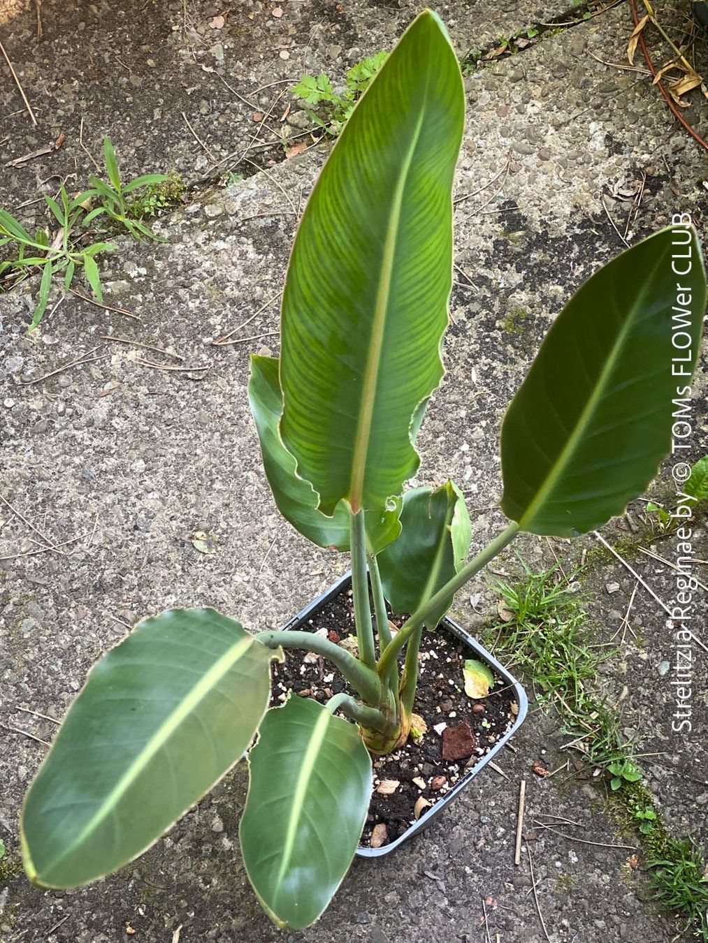Plantes & graines: Strelitzia Reginae - 100cm - für Deinen Garten oder Balkon – Neuf avec emballage d'origine à Adliswil par asTOMas963 2