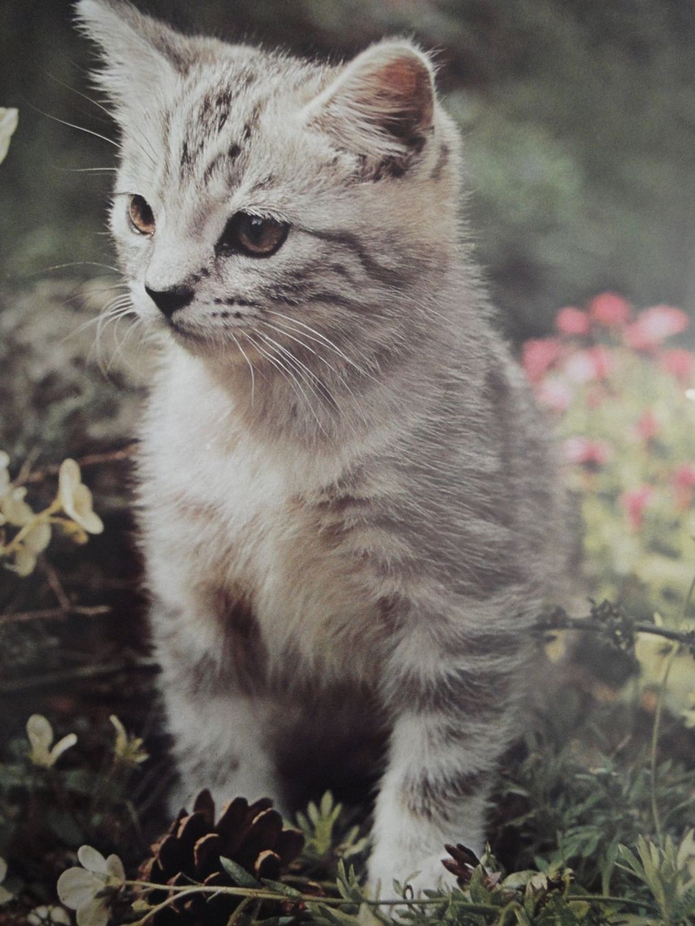 Livres: Junge Katzen in Farbe von Susanne Haisch – Neuf (Voir description) à Biel/Bienne par 07helios032 4