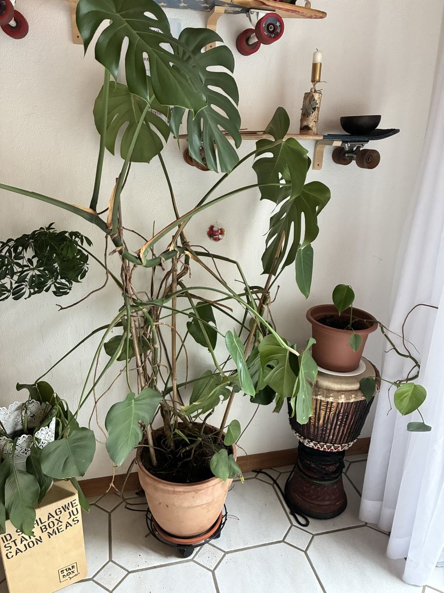 Pflanzen & Samen: Monstera Ableger – Neu (gemäss Beschreibung) aus Adlikon von kathrinemma 2