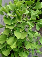 Seltenn Bonsai XL GINKGO BILOBA  70 cm Wunderpflanze China