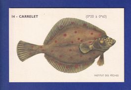 Poisson - CARRELET
