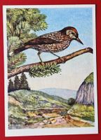 AK VOGEL TANNENHÄHER CASSENOIX NOCCIOLAIA GEMÄLDE ZELTNER