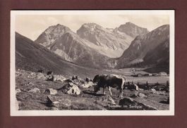 Sommer im SERTIGTAL - Kuh - 1930