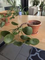 Einzigartige, grosse Ufopflanze (Pilea peperomioides)