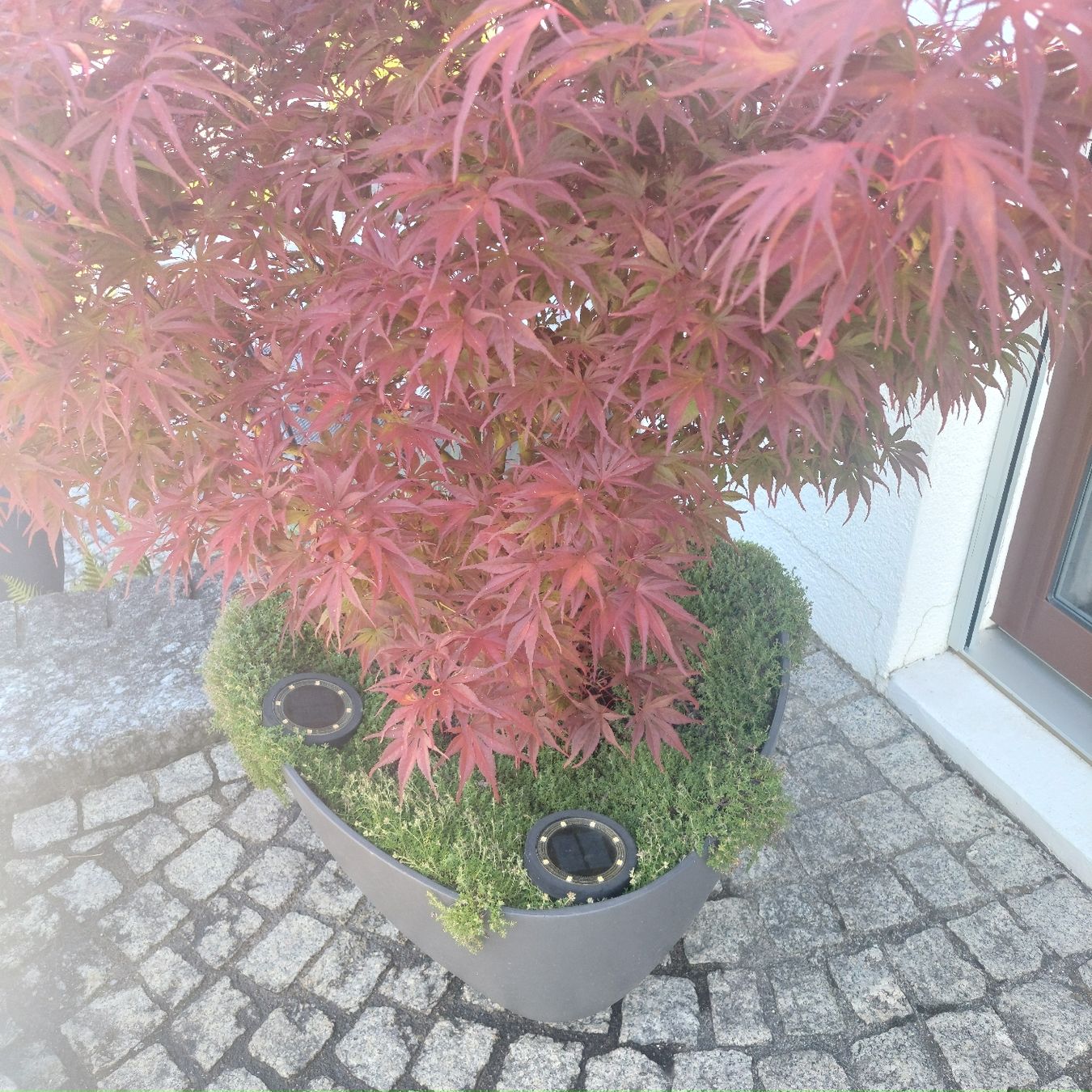 Piante & sementi: JAPANISCHER AHORN RHODE ISLAND RED – Usato da Honau venduto da Blazer1 1