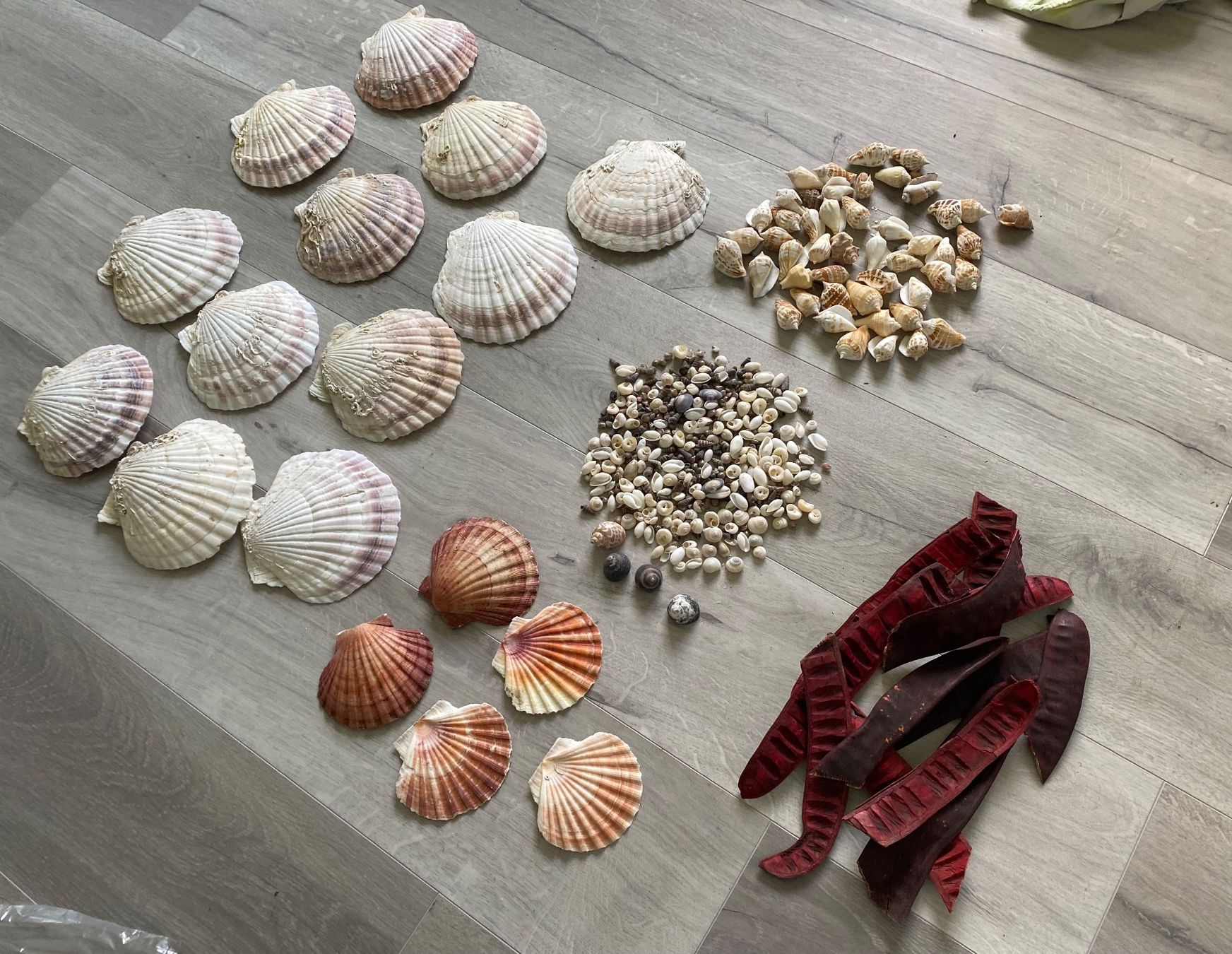 Fossili: Muschel Muscheln – Usato da Dottikon venduto da 6571 3