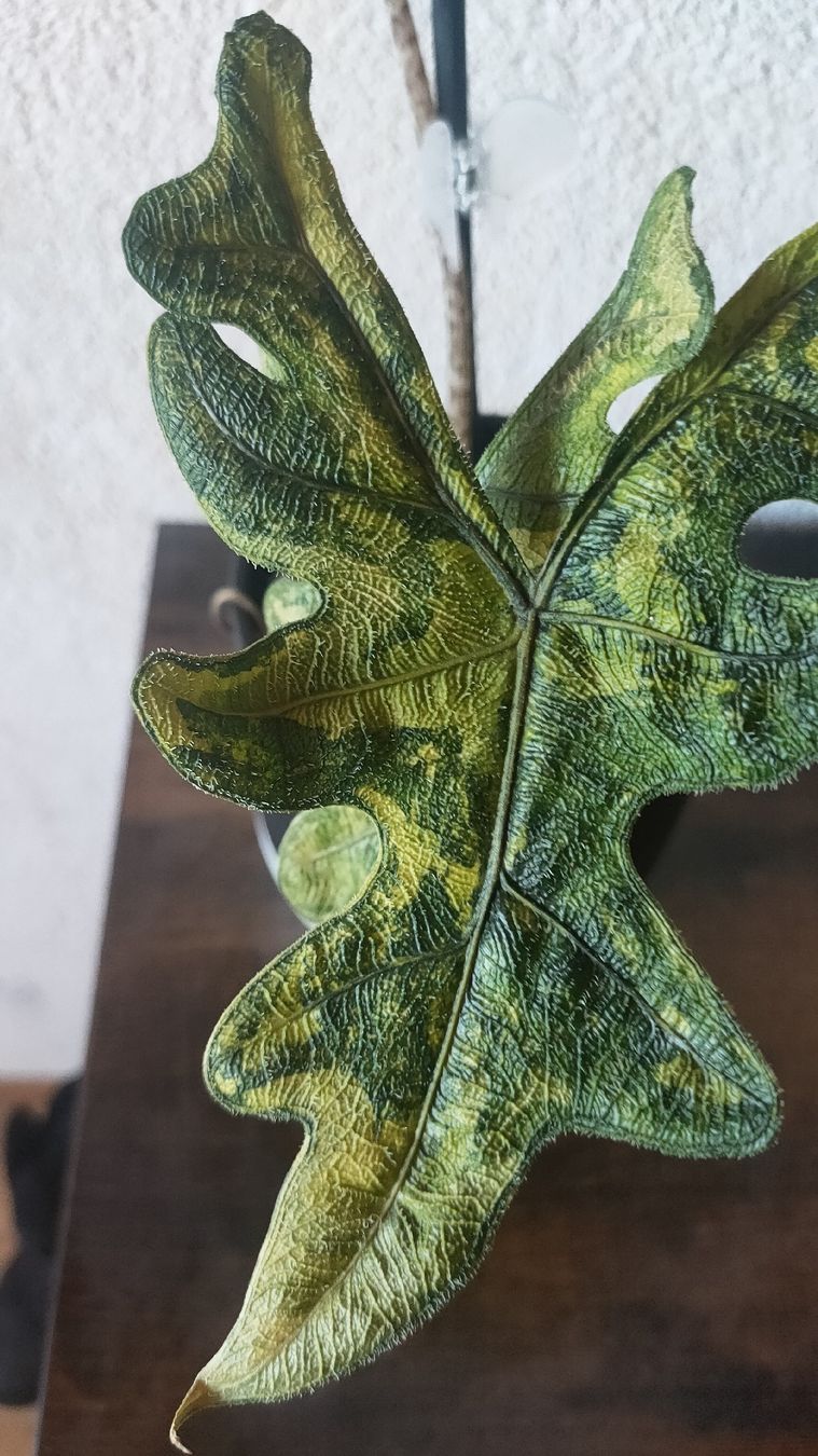 Piante & sementi: alocasia jackelin varigata bébé – Nuovo e nell'imballaggio originale da St-Aubin-Sauges venduto da may_2yrv