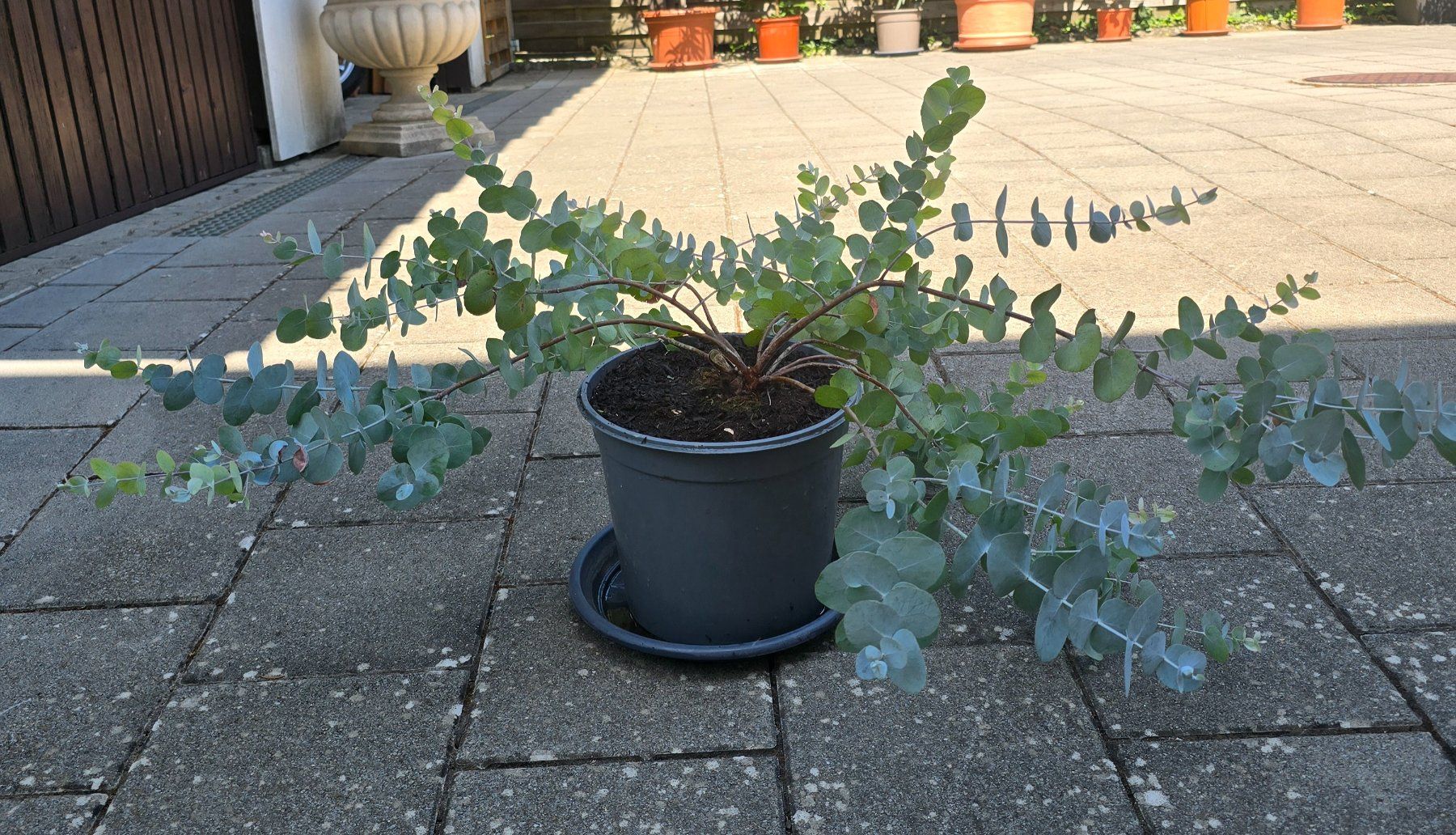 Pflanzen & Samen: Eukalyptus Pflanze – Gebraucht aus Aarburg von popkorn65 4