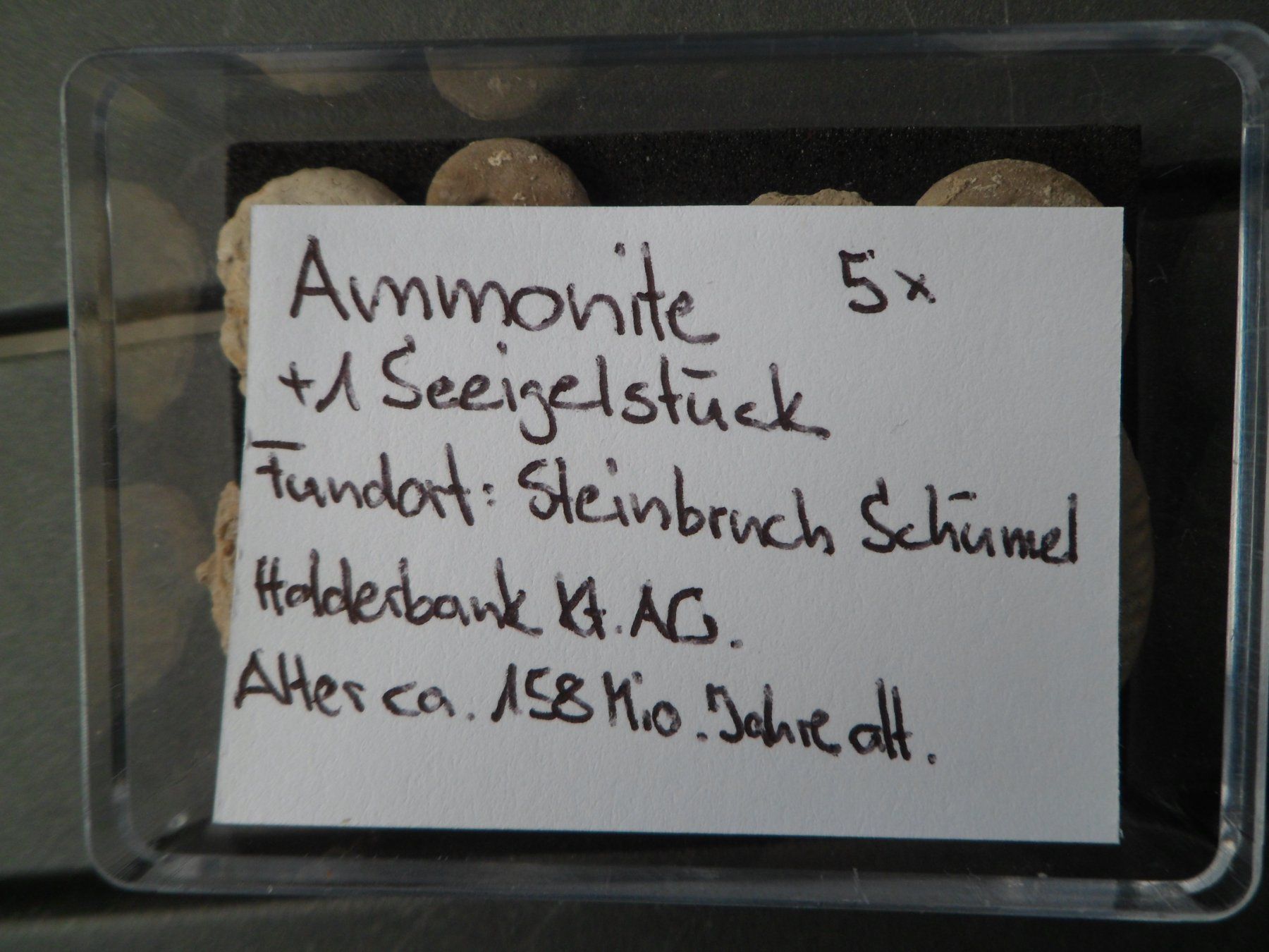 Fossiles: Fossil Schweiz – D'occasion à Affoltern am Albis par Fossil60 4