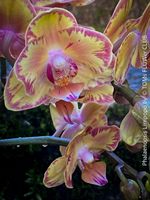 Phalaenopsis Limpopo - Blüten wie vom Künstler gemalt