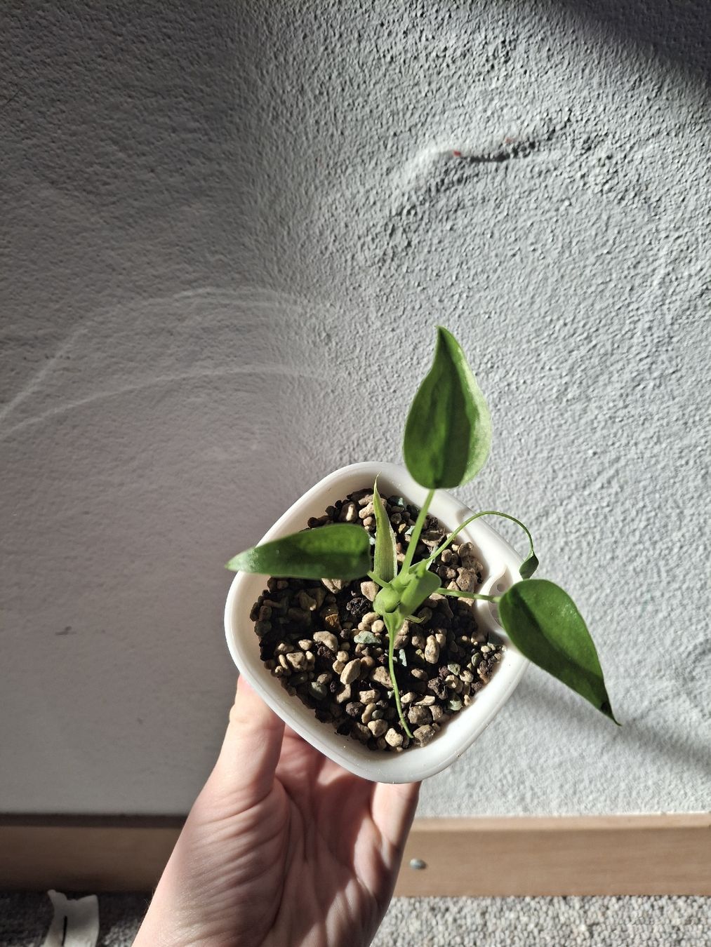 Plantes & graines: Alocasia 'Tiny Dancer' im Selbstbewässerungstopf – Neuf (Voir description) à Wila par mal_e_na 3