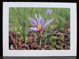 MIGROS MANIA Nature Detectives Nr. 2