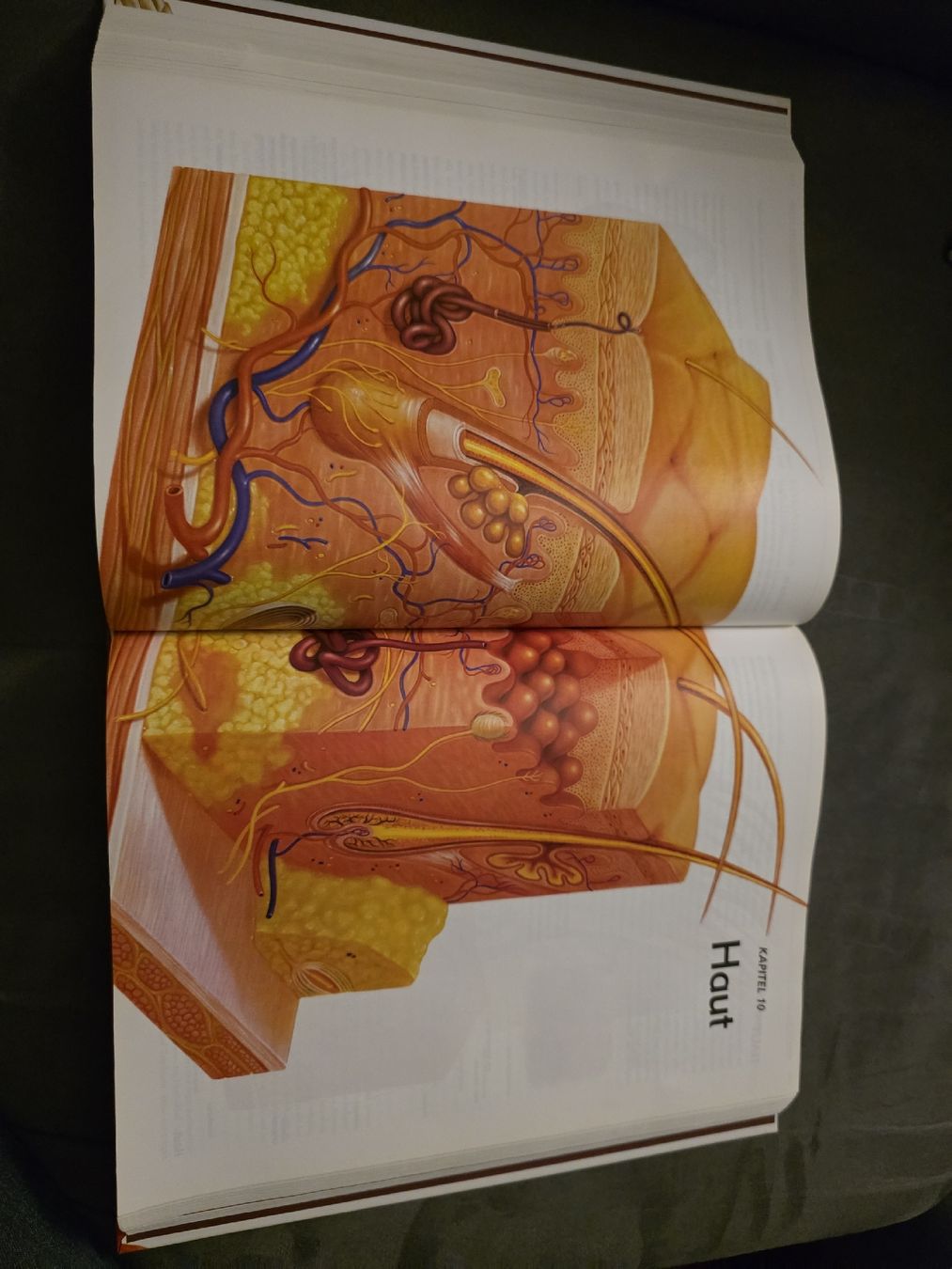 Libri: Anatomica 912 Seiten!!! – Usato da Dietlikon venduto da Audipower1981 4