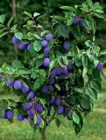 Ab 5.-  fr! 5 Samen "Prunus domestica" ‘Stanley’ zum Keimen