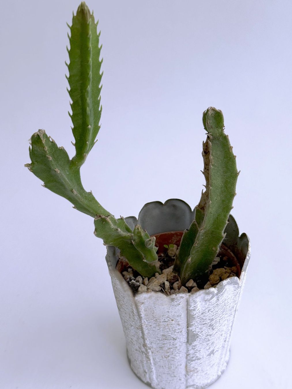 Piante & sementi: Stapelia***** – Nuovo (secondo la descrizione) da Dübendorf venduto da Orchid18 1