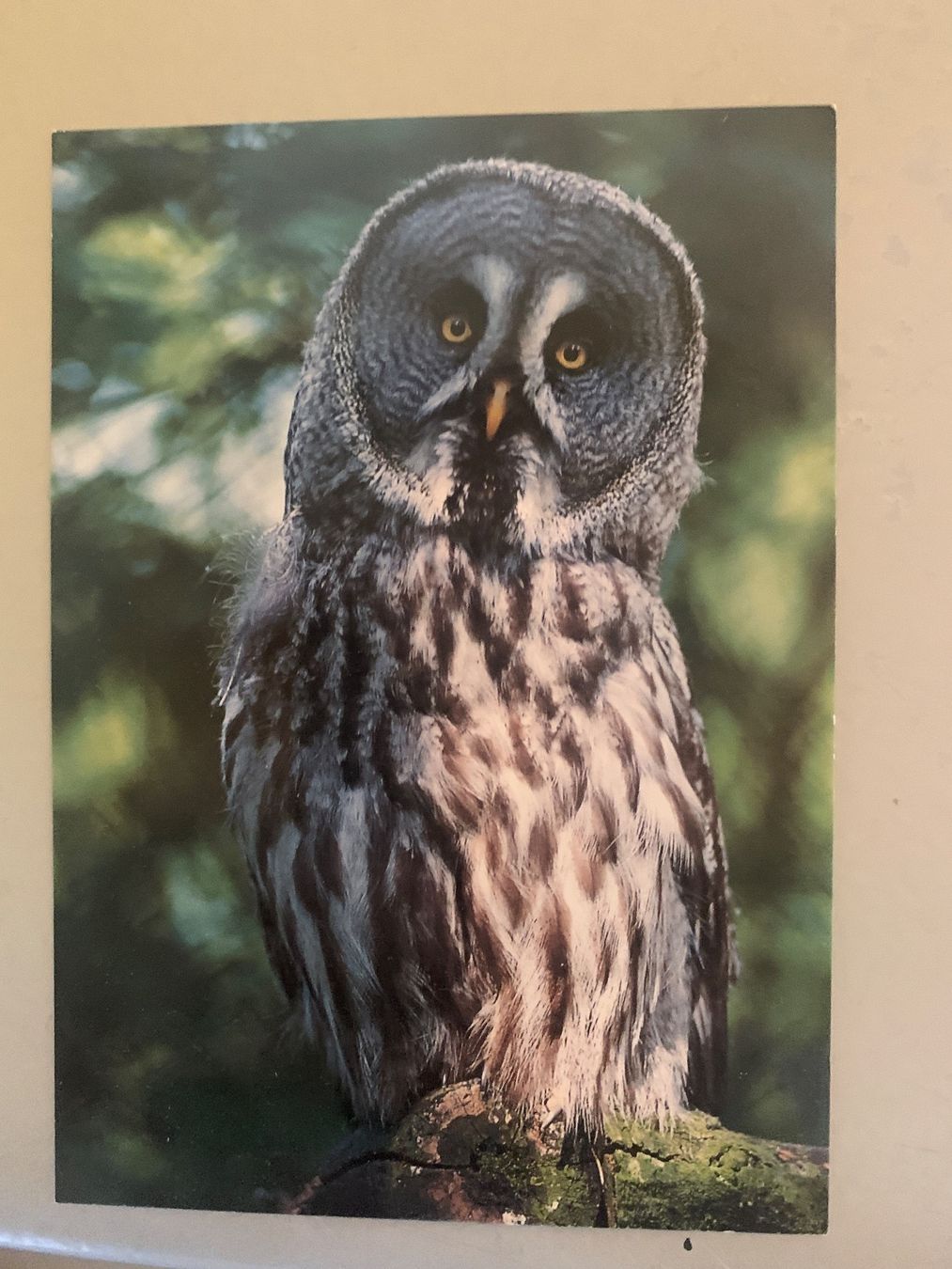Cartoline postali: Bartkauz Postkarte – Usato da Wiggen venduto da Antoniotto