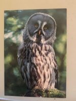 Bartkauz Postkarte