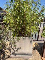 Les grands bacs avec les plantes 🌱 pour la terrasse