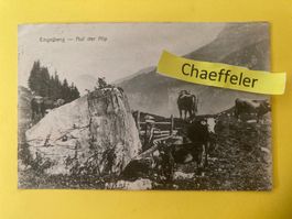 1926. Engelberg -Auf der Alp
