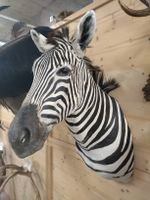Zebra Trophäe präpariert Wandmontage Afrika Deko 🦓