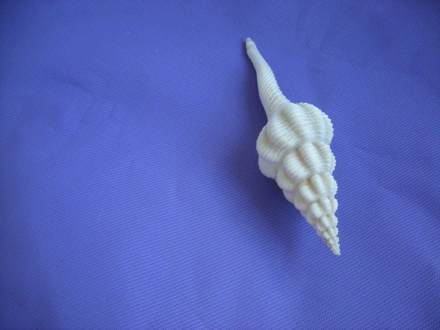 Fossili: Wunderschöne Spiralformige Muschel 12.5 cm – Usato da Spreitenbach venduto da mako6900 2