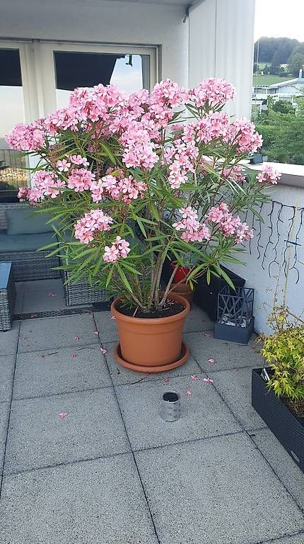 Piante & sementi: Oleander ca 150cm – Usato da Bellikon venduto da Gecko031069 1